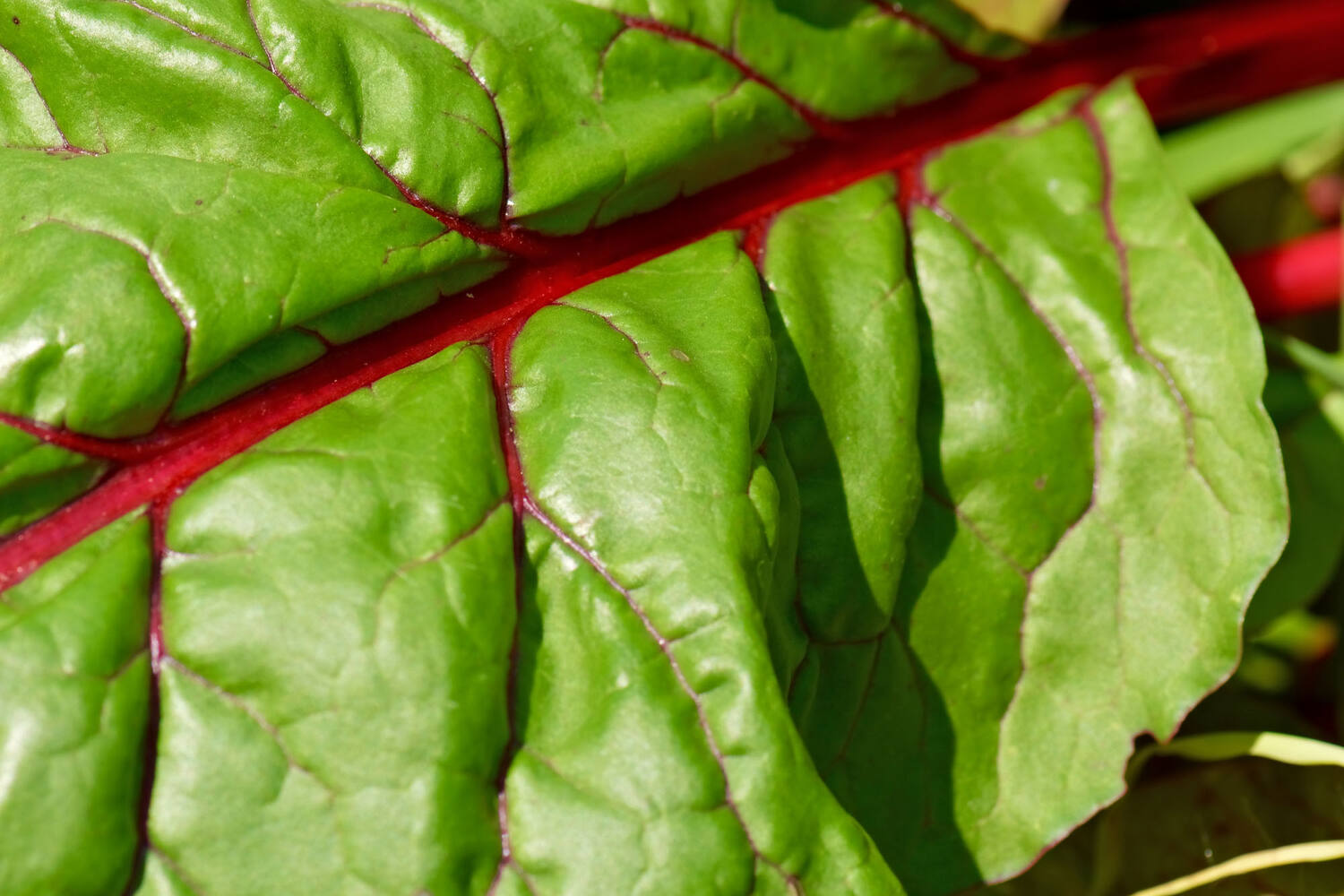 Micro Red Chard 25g pièce